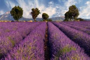 lavander provence